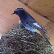 Black Redstart